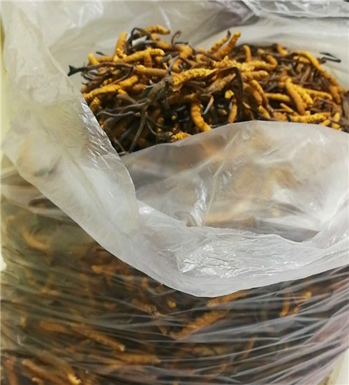 現(xiàn)場(chǎng)回收冬蟲夏草